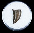 Dromaeosaur/Raptor Tooth From Montana #3433-1